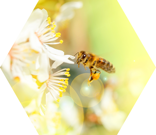 「アルテピリンC」含有量が高い！